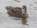 Anas superciliosa (Pacific Black Duck).jpg